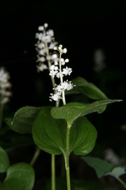 Zweiblttrige Schattenblume (Maianathemum bifolium)