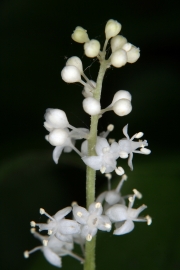 Zweiblttrige Schattenblume (Maianathemum bifolium)