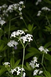 Waldmeister (Galium odoratum)