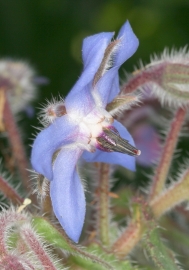 Borretsch (Borago officinalis) 