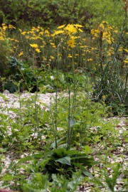 Wald-Habichtskraut (Hieracium murorum)