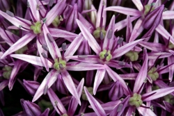 Kanten-Lauch (Allium angulosum)