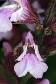 Salbei (Salvia officinalis)