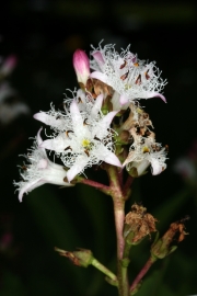 Fieberklee (Menyanthes trifoliata) 