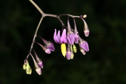 Bitterser Nachtschatten (Solanum dulcamara)