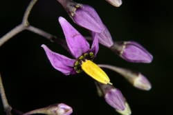 Bitterser Nachtschatten (Solanum dulcamara)
