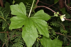 Rotfrchtige Zaunrbe (Bryonia dioica)