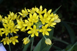 Goldlauch (Allium moly)