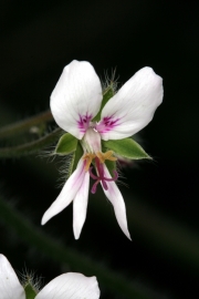 Filzige Pelargonie (Peloargonium tomentosum)