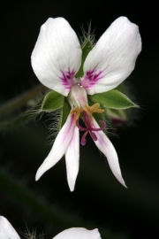 Filzige Pelargonie (Peloargonium tomentosum)