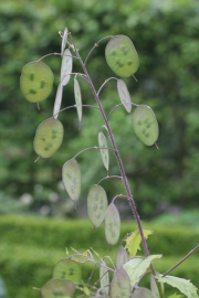 Einjhriges Silberblatt (Lunaria annua) 