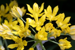 Goldlauch (Allium moly)