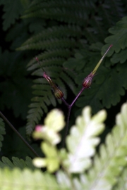 Ruprechtskraut (Geranium robertianum)