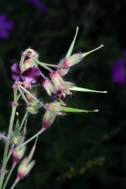 Brauner Storchschnabel (Geranium phaeum) 