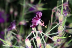 Brauner Storchschnabel (Geranium phaeum)