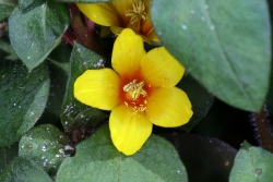 Sonnengold (Lysimachia congestiflora)