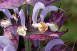 Muskateller-Salbei (Salvia sclarea)