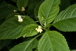 Kleines Springkraut (Impatiens parviflora)
