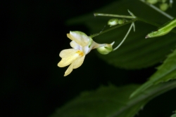 Kleines Springkraut (Impatiens parviflora)