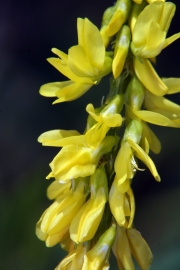 Steinklee (Melilotus officinalis)
