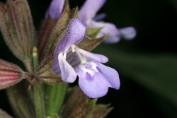 Dalmatiner Salbei (Salvia officinalis ssp. major)