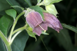 Tollkirsche (Atropa bella-donna)