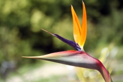 Paradiesvogelblume (Strelitzia reginae)