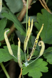Schllkraut (Chelidonium majus) - Schoten mit schwarzen Samen