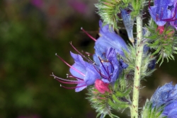 Blauer Natternkopf (Echium vulgare)
