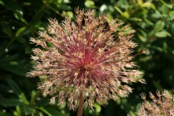 Kanten-Lauch (Allium angulosum)