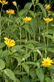 Sonnenauge (Heliopsis helianthoides) - Pflanzen