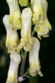 Fuchs-Eisenhut (Aconitum lycoctonum ssp. vulparia)