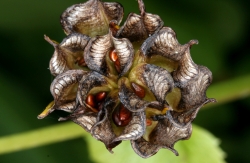 Sumpfdotterblume (Caltha palustris) Balgfrucht mit Samen