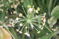 Brlauch (Allium ursinum) - Fruchtstand