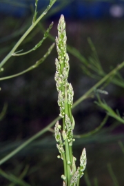 Spargel (Asparagus officinalis)