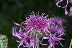 Skabiose-Flockenblume (Centaurea scabiosa)
