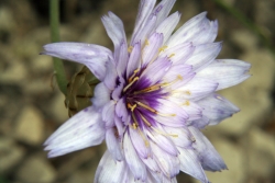Amorpfeil (Catananche caerulea) - Culturform