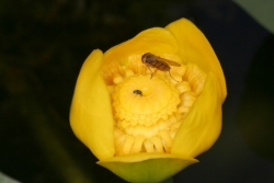 Gelbe Teichrose (Nuphar lutea)  - Blte mit Bestubern