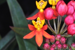 Curaao-Seidenpflanze (Asclepias curassavica) 