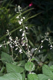 Groes Hexenkraut (Circaea lutetiana)
