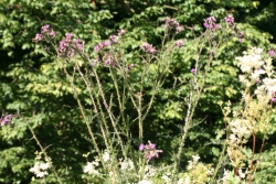 Sumpf-Kratzdistel (Cirsium palustre)