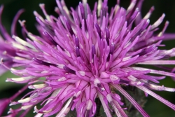 Skabiose-Flockenblume (Centaurea scabiosa)