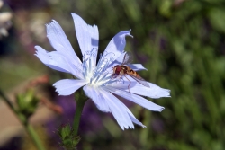 Gemeine Wegwarte (Cichorium intybus)