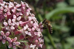 Gewhnliche Seidenpflanze (Asclepias syriaca)