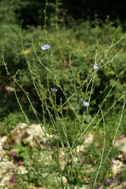 Gemeine Wegwarte (Cichorium intybus)