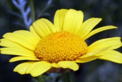 Kronen-Wucherblume (Chrysanthemum coronarium)