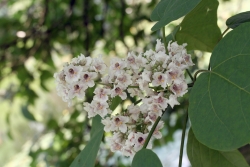 Prchtiger Trompetenbaum (Catalpa speciosa)