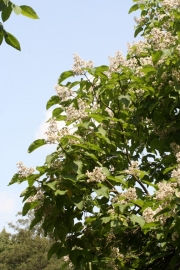 Prchtiger Trompetenbaum (Catalpa speciosa)