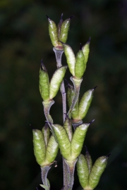 Blauer Eisenhut (Aconitum napellus)