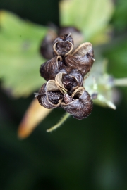 Fuchs-Eisenhut (Aconitum lycoctonum ssp. vulparia)